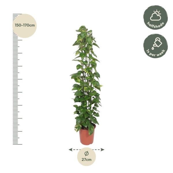Epipremnum Aureum gaasrek en pot Ø27cm. Plante verte type Epipremnum Aureum gaasrek, livrée en pot, idéale pour intérieur lumineux. – Image 2