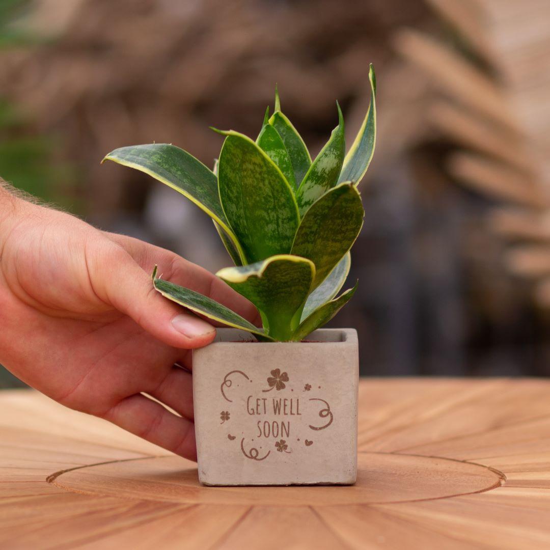 Congreet plantpots + Sansevieria | Get well soon en pot. Plante verte type Congreet plantpots + Sansevieria | Get well soon, livrée en pot, idéale pour intérieur lumineux.