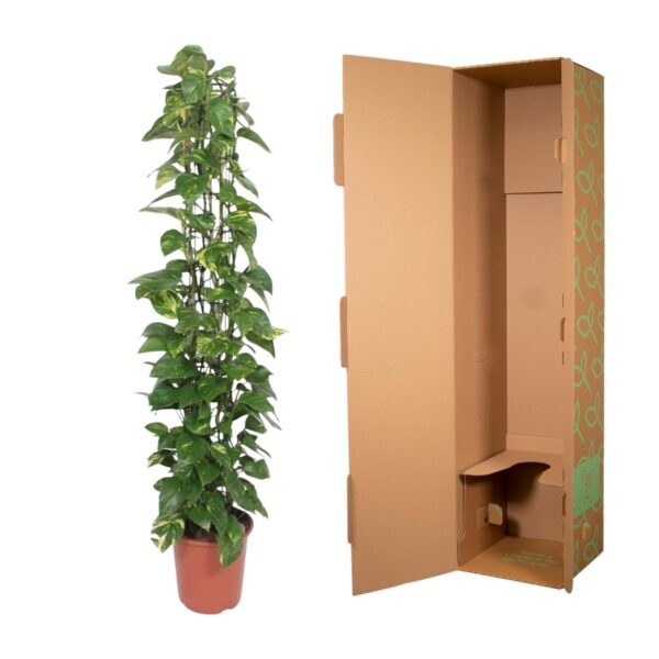 Epipremnum Aureum gaasrek en pot Ø27cm. Plante verte type Epipremnum Aureum gaasrek, livrée en pot, idéale pour intérieur lumineux. – Image 3