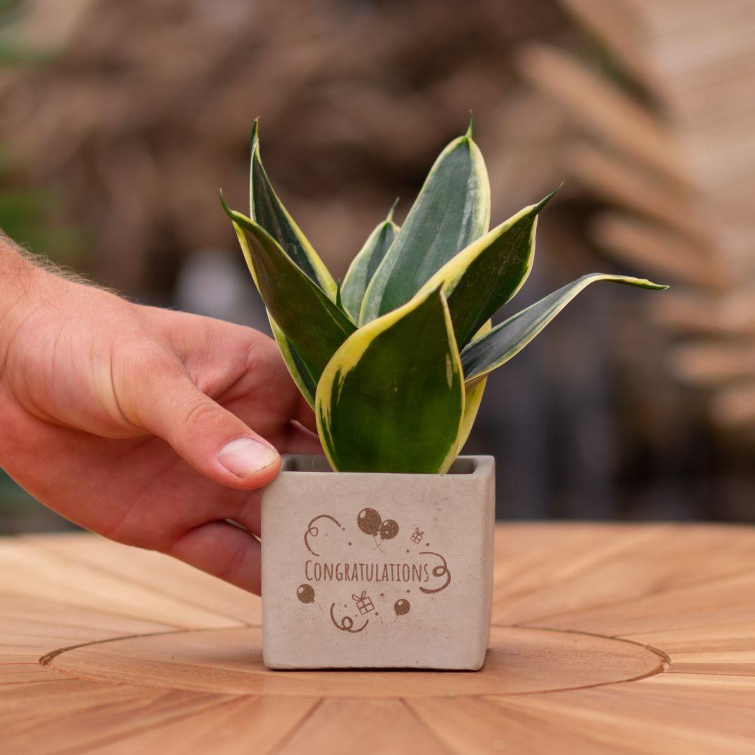 Congreet plantpots + Sansevieria | Congratulations en pot. Plante verte type Congreet plantpots + Sansevieria | Congratulations, livrée en pot, idéale pour intérieur lumineux.