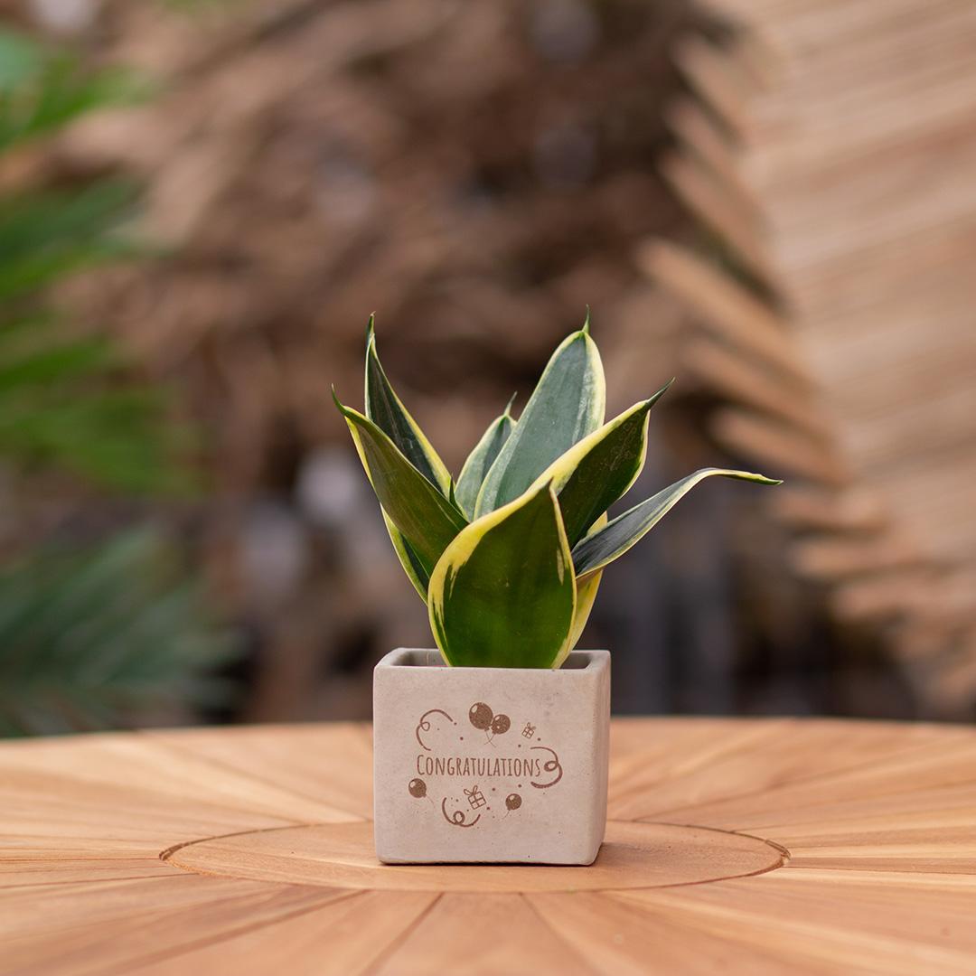 Congreet plantpots + Sansevieria | Congratulations en pot. Plante verte type Congreet plantpots + Sansevieria | Congratulations, livrée en pot, idéale pour intérieur lumineux. – Image 3
