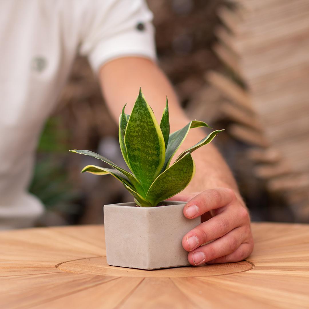 Congreet plantpots + Sansevieria | Congratulations en pot. Plante verte type Congreet plantpots + Sansevieria | Congratulations, livrée en pot, idéale pour intérieur lumineux. – Image 5