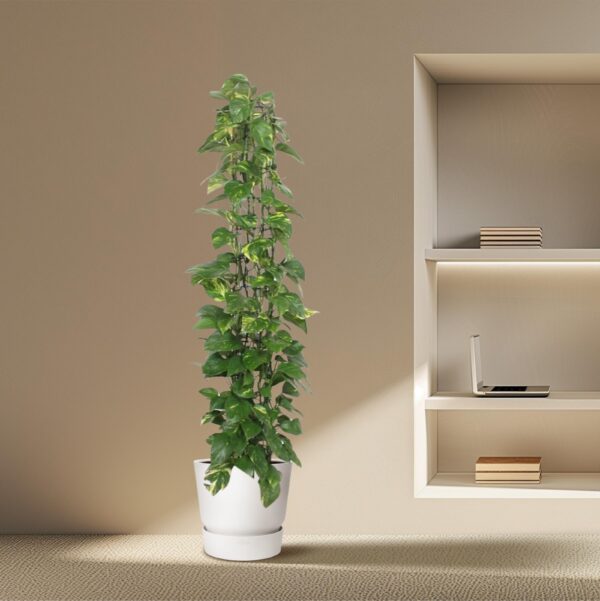 Epipremnum Aureum gaasrek en pot Ø27cm. Plante verte type Epipremnum Aureum gaasrek, livrée en pot, idéale pour intérieur lumineux. – Image 4