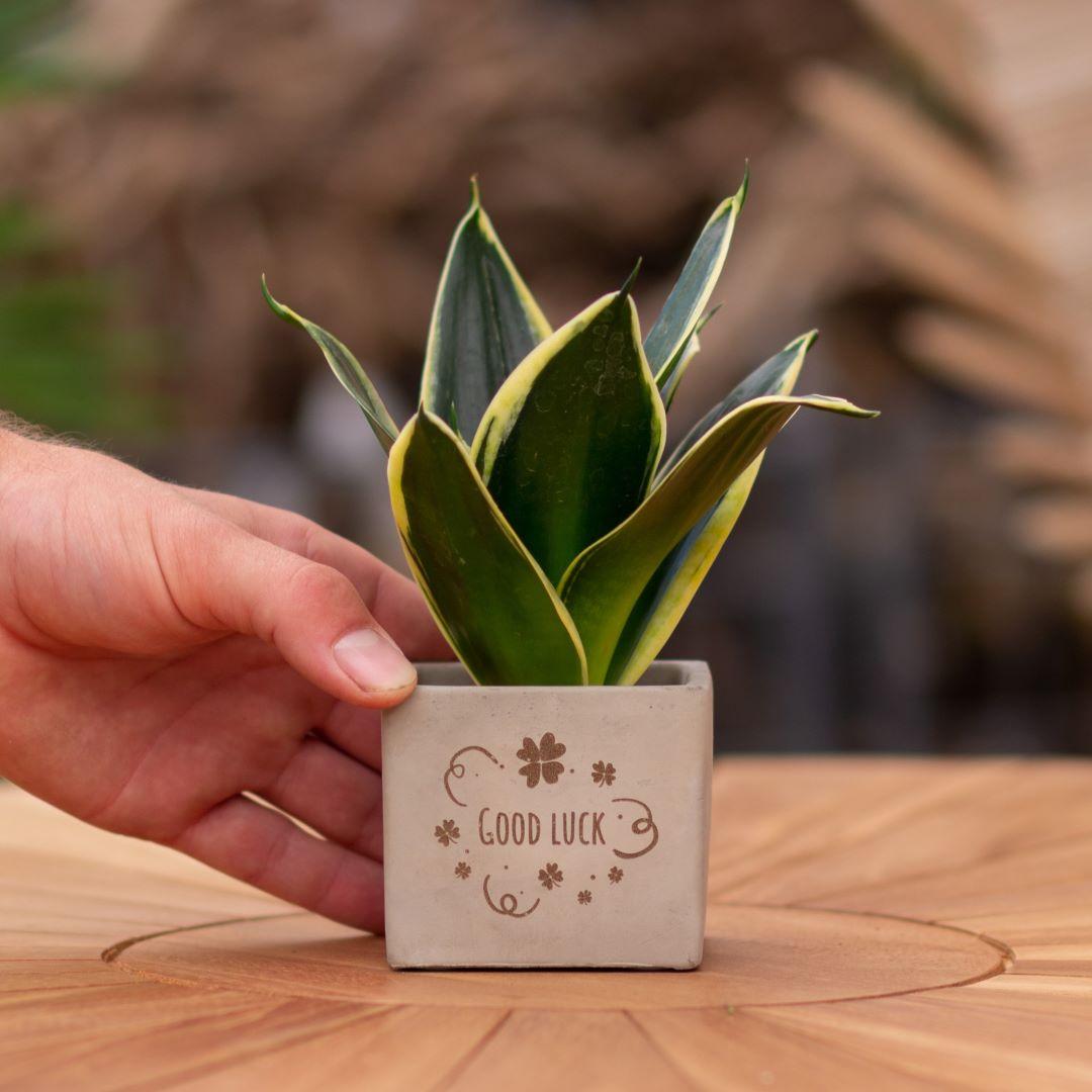 Congreet plantpots + Sansevieria | Good luck en pot. Plante verte type Congreet plantpots + Sansevieria | Good luck, livrée en pot, idéale pour intérieur lumineux.