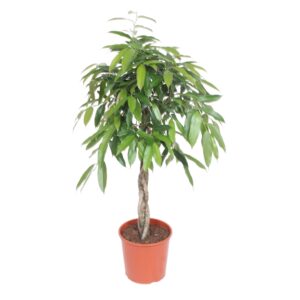 Ficus Amstel King gevlochten stam en pot Ø30cm. Plante verte type Ficus Amstel King gevlochten stam, livrée en pot, idéale pour intérieur lumineux.