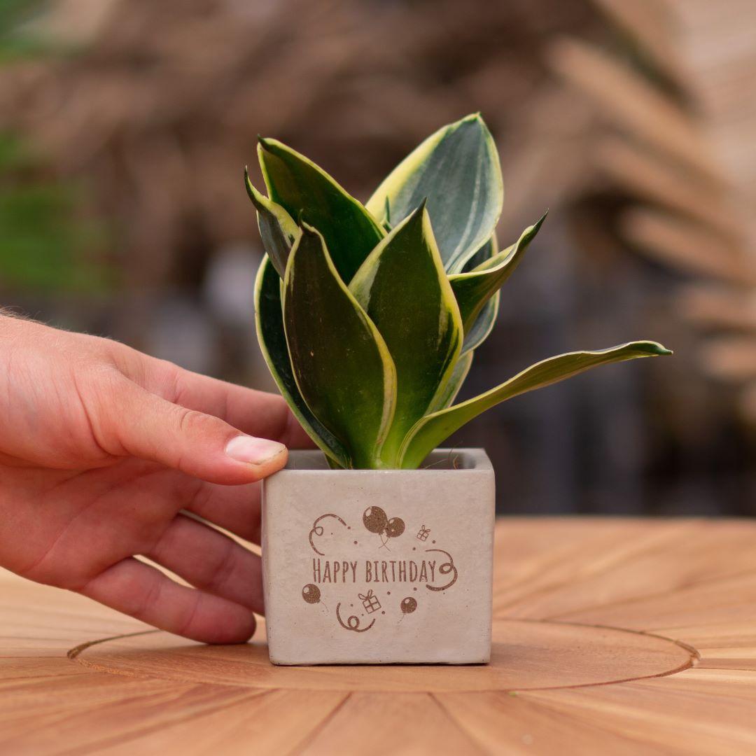 Congreet plantpots + Sansevieria | Happy birthday en pot. Plante verte type Congreet plantpots + Sansevieria | Happy birthday, livrée en pot, idéale pour intérieur lumineux.