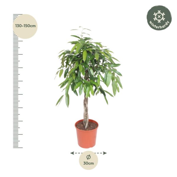 Ficus Amstel King gevlochten stam en pot Ø30cm. Plante verte type Ficus Amstel King gevlochten stam, livrée en pot, idéale pour intérieur lumineux. – Image 2