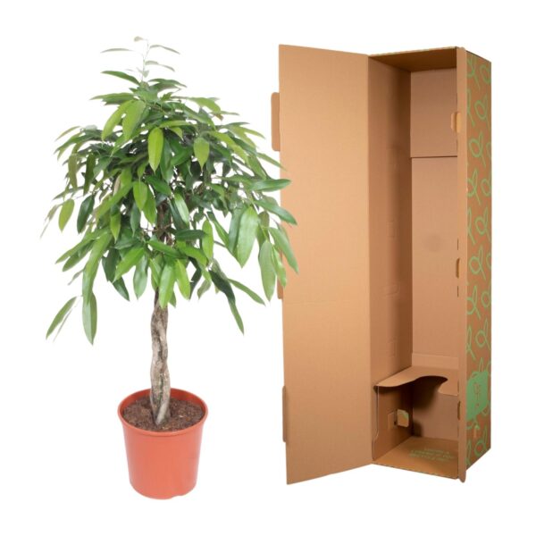 Ficus Amstel King gevlochten stam en pot Ø30cm. Plante verte type Ficus Amstel King gevlochten stam, livrée en pot, idéale pour intérieur lumineux. – Image 3