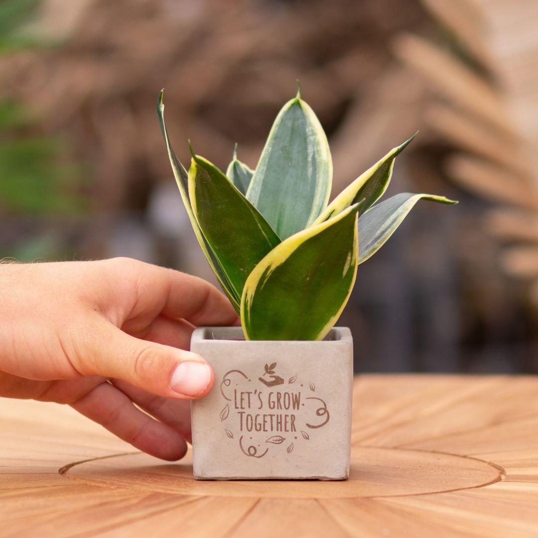 Congreet plantpots + Sansevieria | Let's grow together en pot. Plante verte type Congreet plantpots + Sansevieria | Let's grow together, livrée en pot, idéale pour intérieur lumineux.
