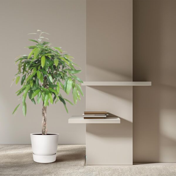 Ficus Amstel King gevlochten stam en pot Ø30cm. Plante verte type Ficus Amstel King gevlochten stam, livrée en pot, idéale pour intérieur lumineux. – Image 4