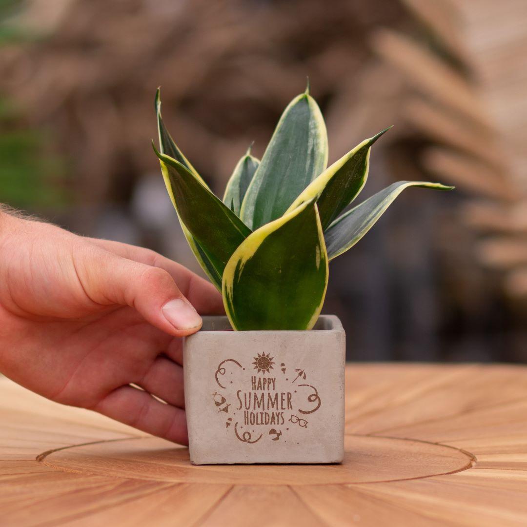Congreet plantpots + Sansevieria | Happy summer holidays en pot. Plante verte type Congreet plantpots + Sansevieria | Happy summer holidays, livrée en pot, idéale pour intérieur lumineux.
