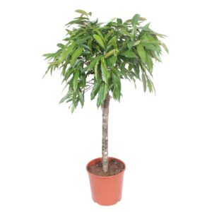 Ficus Amstel King en pot Ø30cm. Plante verte type Ficus Amstel King, livrée en pot, idéale pour intérieur lumineux.