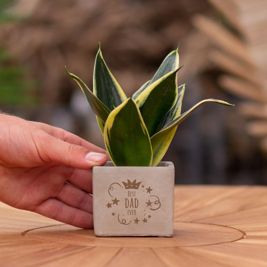 Congreet plantpots + Sansevieria | Best dad ever en pot. Plante verte type Congreet plantpots + Sansevieria | Best dad ever, livrée en pot, idéale pour intérieur lumineux.