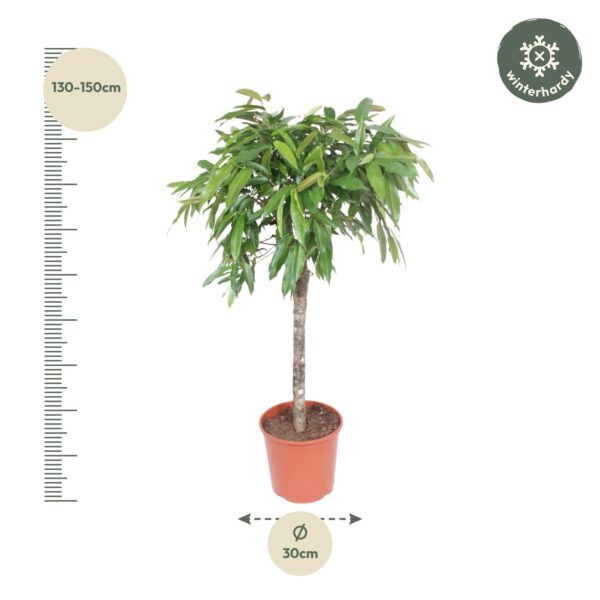 Ficus Amstel King en pot Ø30cm. Plante verte type Ficus Amstel King, livrée en pot, idéale pour intérieur lumineux. – Image 2