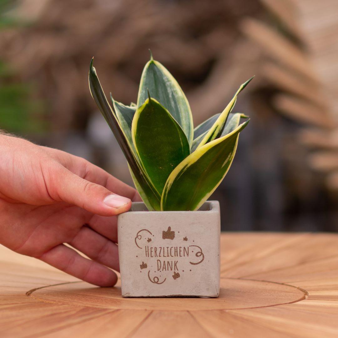 Congreet plantpots + Sansevieria | Herzlichen Dank en pot. Plante verte type Congreet plantpots + Sansevieria | Herzlichen Dank, livrée en pot, idéale pour intérieur lumineux.