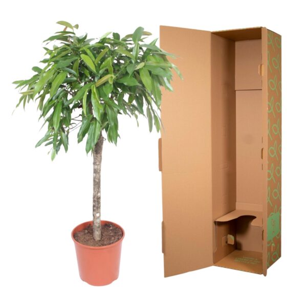 Ficus Amstel King en pot Ø30cm. Plante verte type Ficus Amstel King, livrée en pot, idéale pour intérieur lumineux. – Image 3