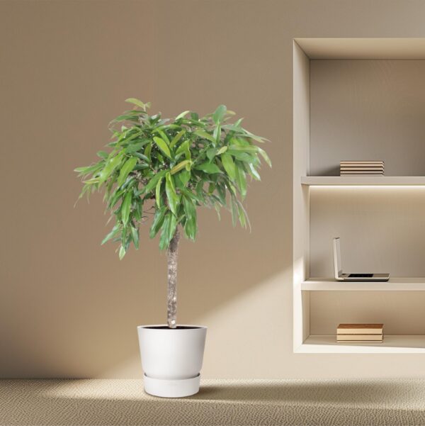 Ficus Amstel King en pot Ø30cm. Plante verte type Ficus Amstel King, livrée en pot, idéale pour intérieur lumineux. – Image 4