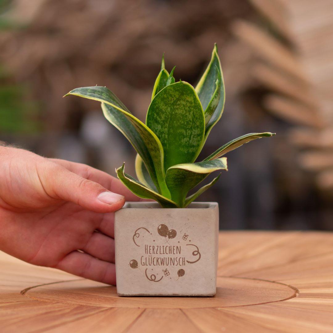 Congreet plantpots + Sansevieria | Herzlichen Glückwunsch en pot. Plante verte type Congreet plantpots + Sansevieria | Herzlichen Glückwunsch, livrée en pot, idéale pour intérieur lumineux.