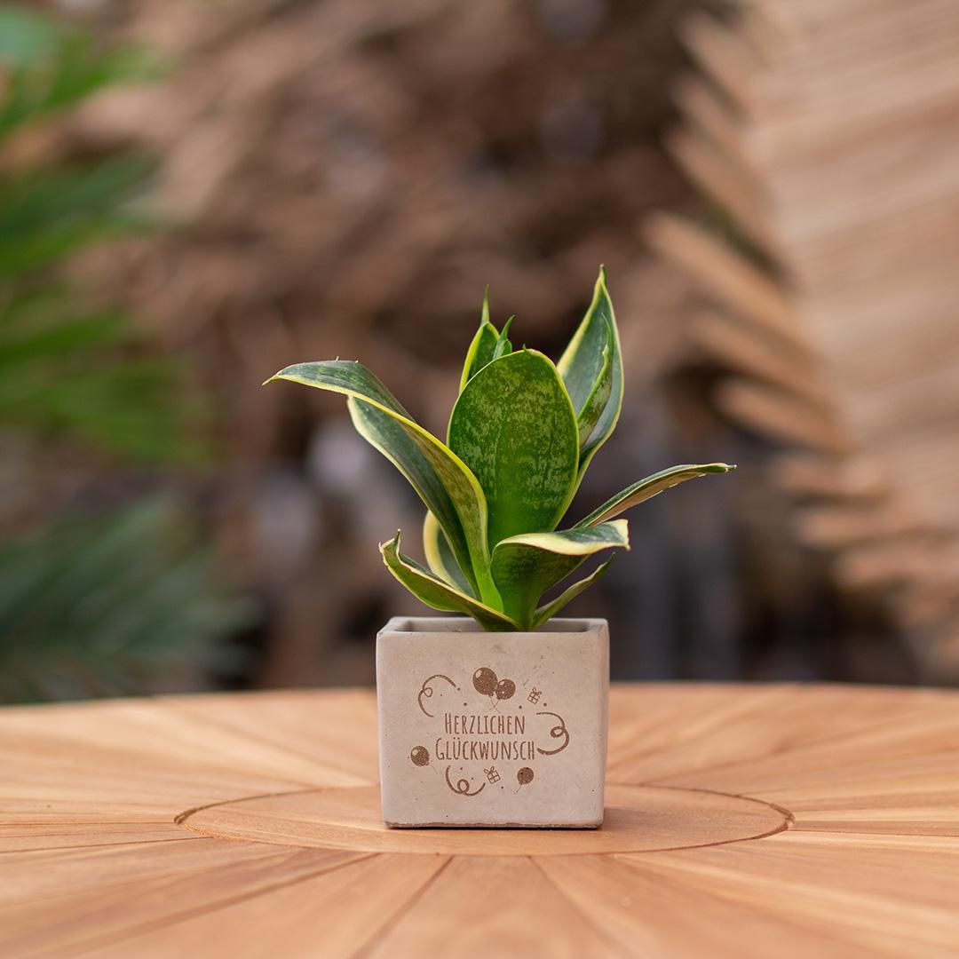 Congreet plantpots + Sansevieria | Herzlichen Glückwunsch en pot. Plante verte type Congreet plantpots + Sansevieria | Herzlichen Glückwunsch, livrée en pot, idéale pour intérieur lumineux. – Image 3