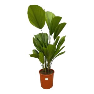 Licuala Grandis en pot Ø24cm. Plante verte type Licuala Grandis, livrée en pot, idéale pour intérieur lumineux.