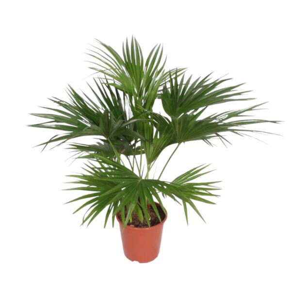 Livistona Chinensis en pot Ø27cm. Plante verte type Livistona Chinensis, livrée en pot, idéale pour intérieur lumineux.