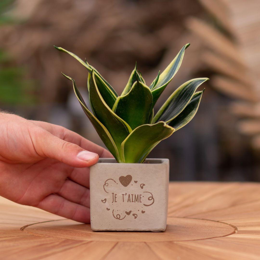 Congreet plantpots + Sansevieria | Je t'aime en pot. Plante verte type Congreet plantpots + Sansevieria | Je t'aime, livrée en pot, idéale pour intérieur lumineux.