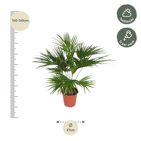 Livistona Chinensis en pot Ø27cm. Plante verte type Livistona Chinensis, livrée en pot, idéale pour intérieur lumineux. – Image 2