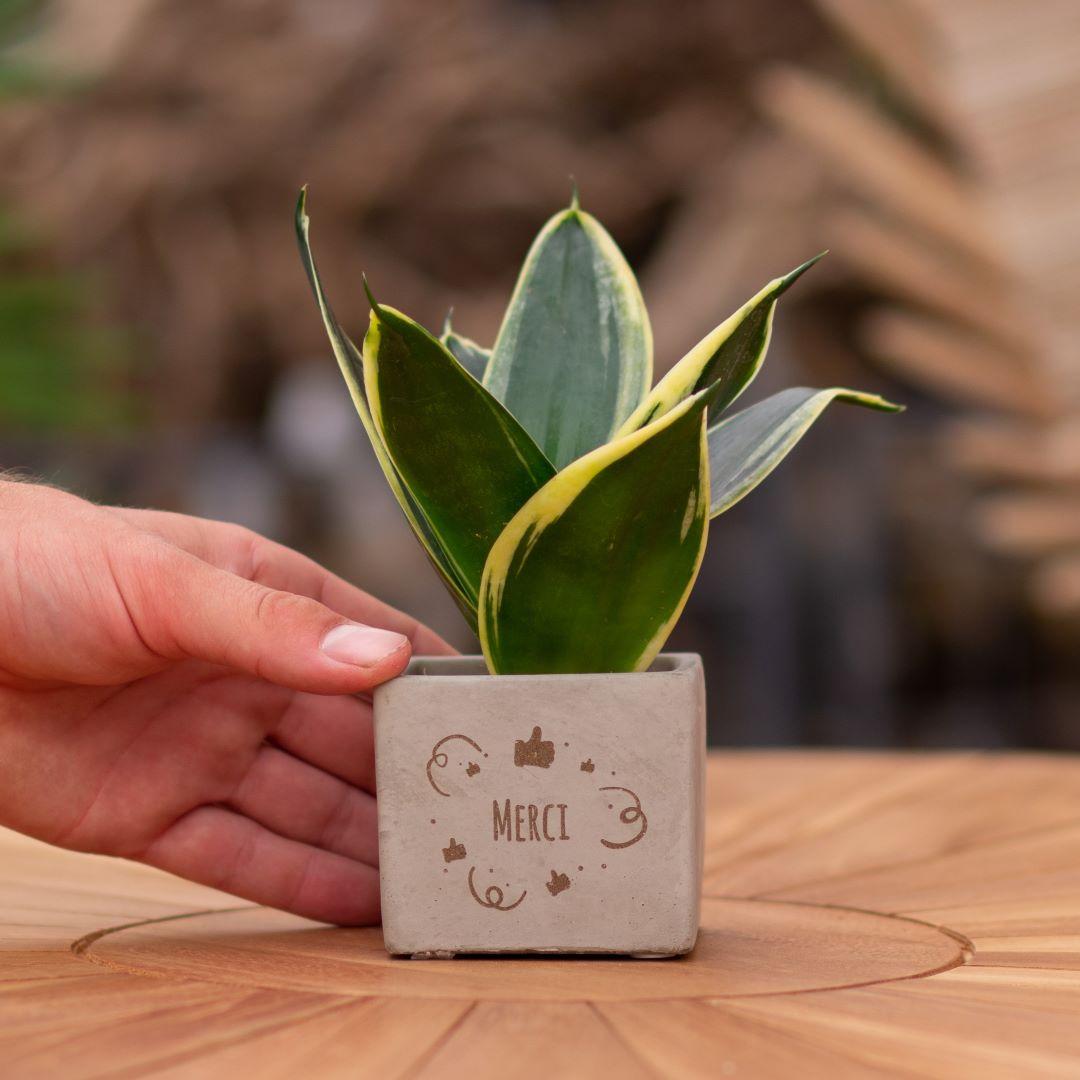 Congreet plantpots + Sansevieria | Merci en pot. Plante verte type Congreet plantpots + Sansevieria | Merci, livrée en pot, idéale pour intérieur lumineux.