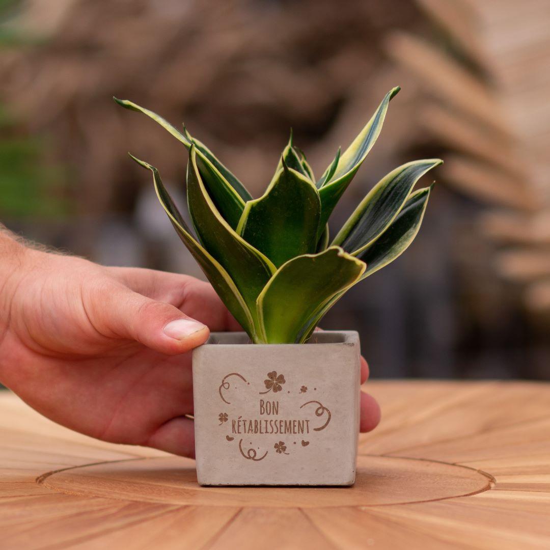 Congreet plantpots + Sansevieria | Bon rétablissement en pot. Plante verte type Congreet plantpots + Sansevieria | Bon rétablissement, livrée en pot, idéale pour intérieur lumineux.