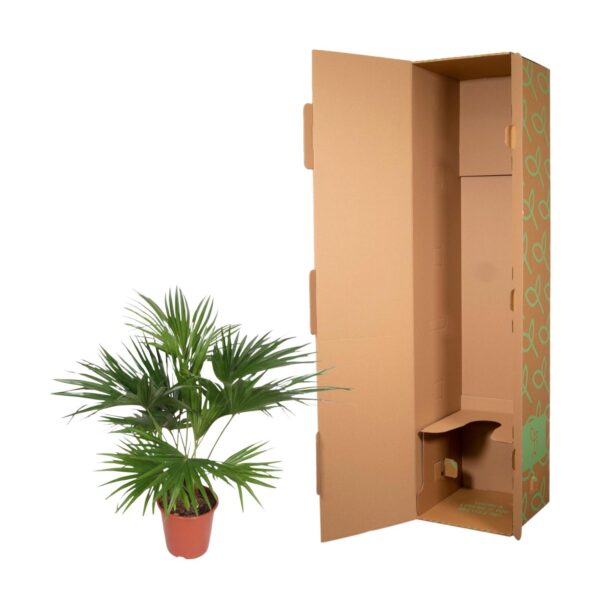 Livistona Chinensis en pot Ø27cm. Plante verte type Livistona Chinensis, livrée en pot, idéale pour intérieur lumineux. – Image 3