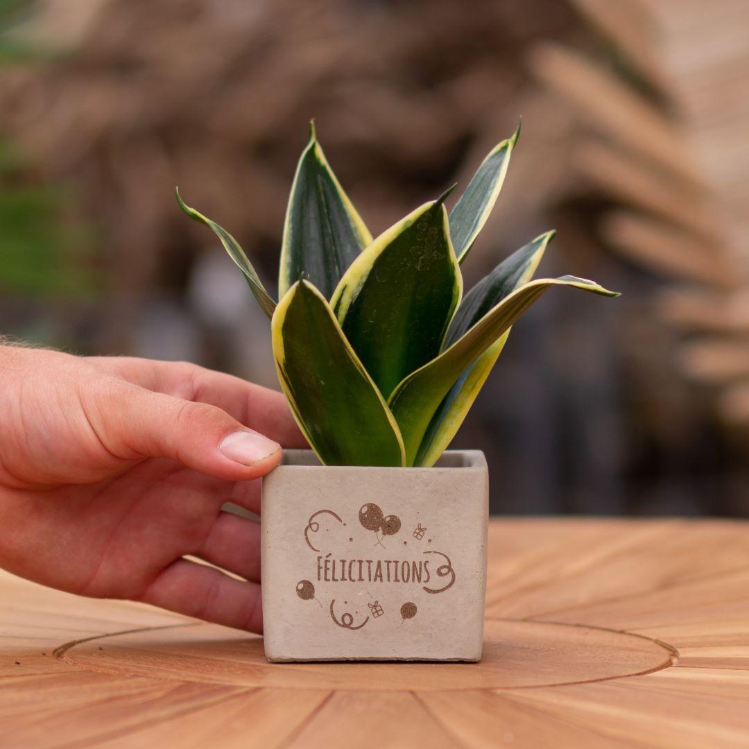 Congreet plantpots + Sansevieria | Félicitations en pot. Plante verte type Congreet plantpots + Sansevieria | Félicitations, livrée en pot, idéale pour intérieur lumineux.