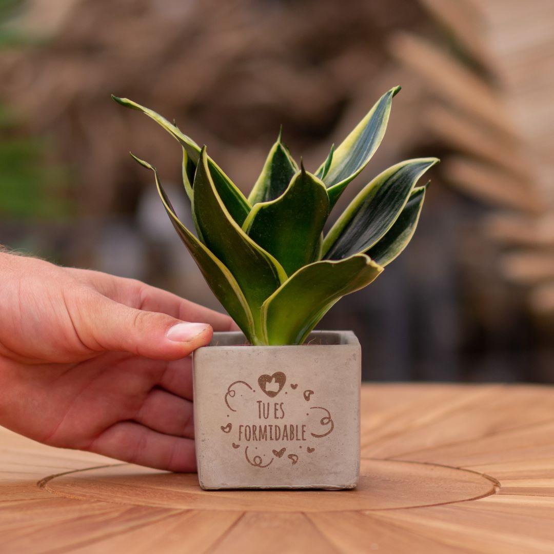 Congreet plantpots + Sansevieria | Tu es formidable en pot. Plante verte type Congreet plantpots + Sansevieria | Tu es formidable, livrée en pot, idéale pour intérieur lumineux.