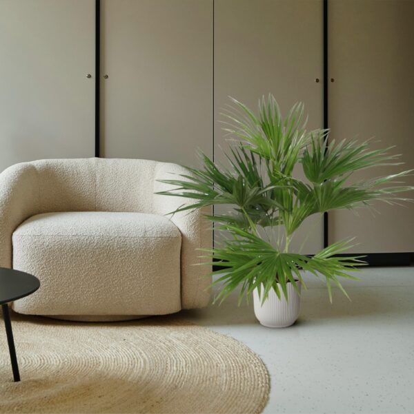 Livistona Chinensis en pot Ø27cm. Plante verte type Livistona Chinensis, livrée en pot, idéale pour intérieur lumineux. – Image 4