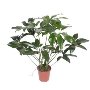 Philodendron Green Wonder en pot Ø24cm. Plante verte type Philodendron Green Wonder, livrée en pot, idéale pour intérieur lumineux.