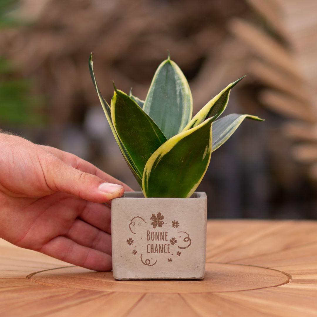 Congreet plantpots + Sansevieria | Bonne chance en pot. Plante verte type Congreet plantpots + Sansevieria | Bonne chance, livrée en pot, idéale pour intérieur lumineux.