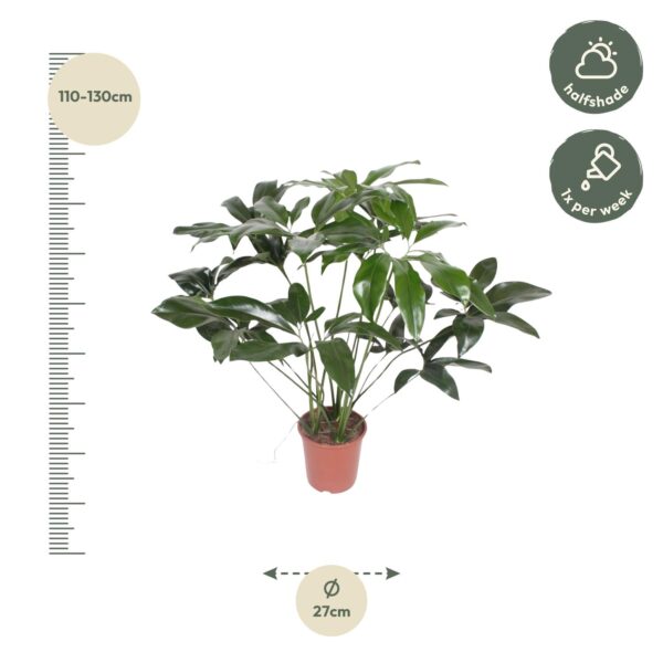 Philodendron Green Wonder en pot Ø24cm. Plante verte type Philodendron Green Wonder, livrée en pot, idéale pour intérieur lumineux. – Image 2