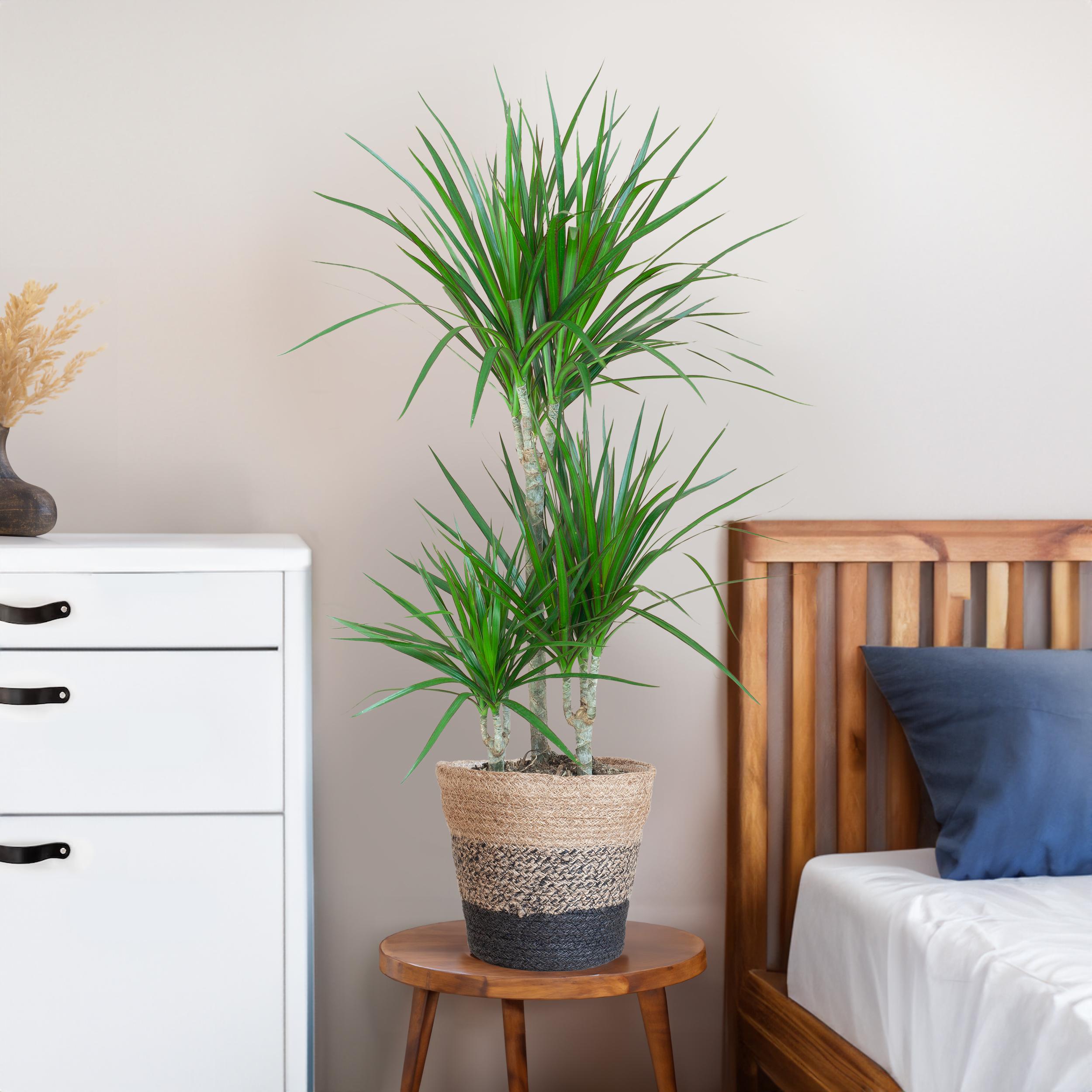 Dracaena Marginata met Lissabon mand zwart en pot Ø21cm. Plante verte type Dracaena Marginata met Lissabon mand zwart, livrée en pot, idéale pour intérieur lumineux. – Image 3