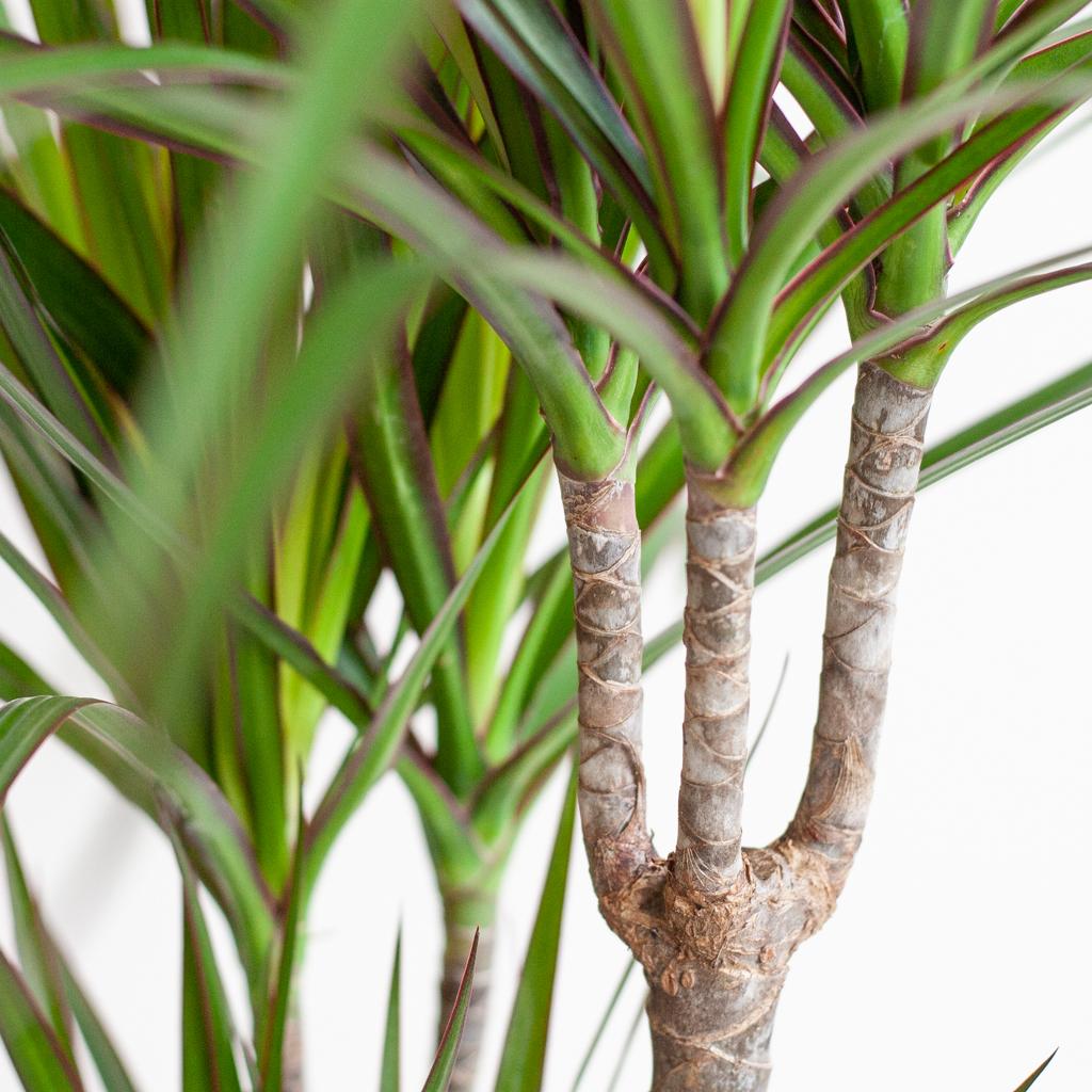 Dracaena Marginata met Lissabon mand zwart en pot Ø21cm. Plante verte type Dracaena Marginata met Lissabon mand zwart, livrée en pot, idéale pour intérieur lumineux. – Image 4