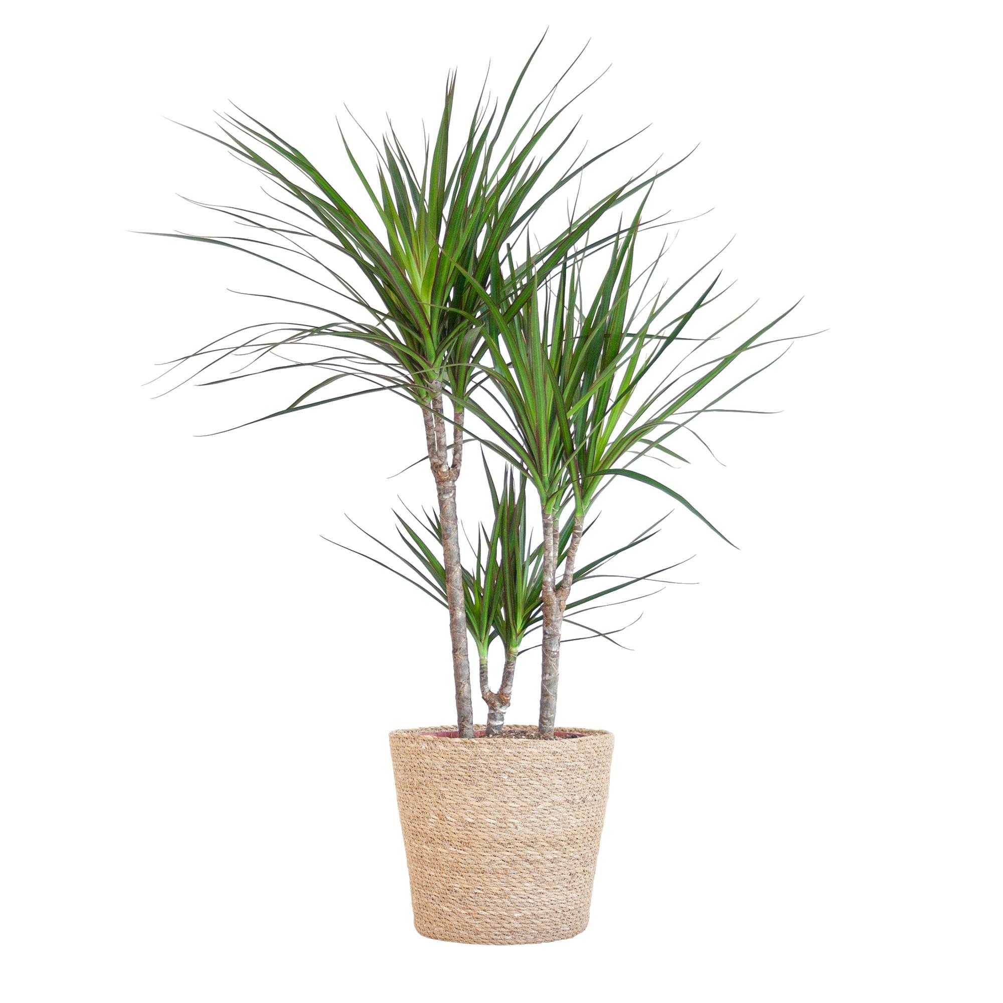 Dracaena Marginata met naturel mand en pot Ø21cm. Plante verte type Dracaena Marginata met naturel mand, livrée en pot, idéale pour intérieur lumineux.