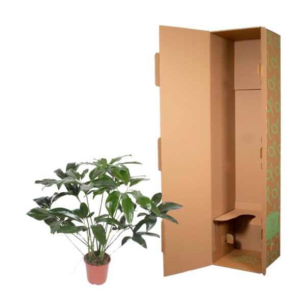 Philodendron Green Wonder en pot Ø24cm. Plante verte type Philodendron Green Wonder, livrée en pot, idéale pour intérieur lumineux. – Image 3