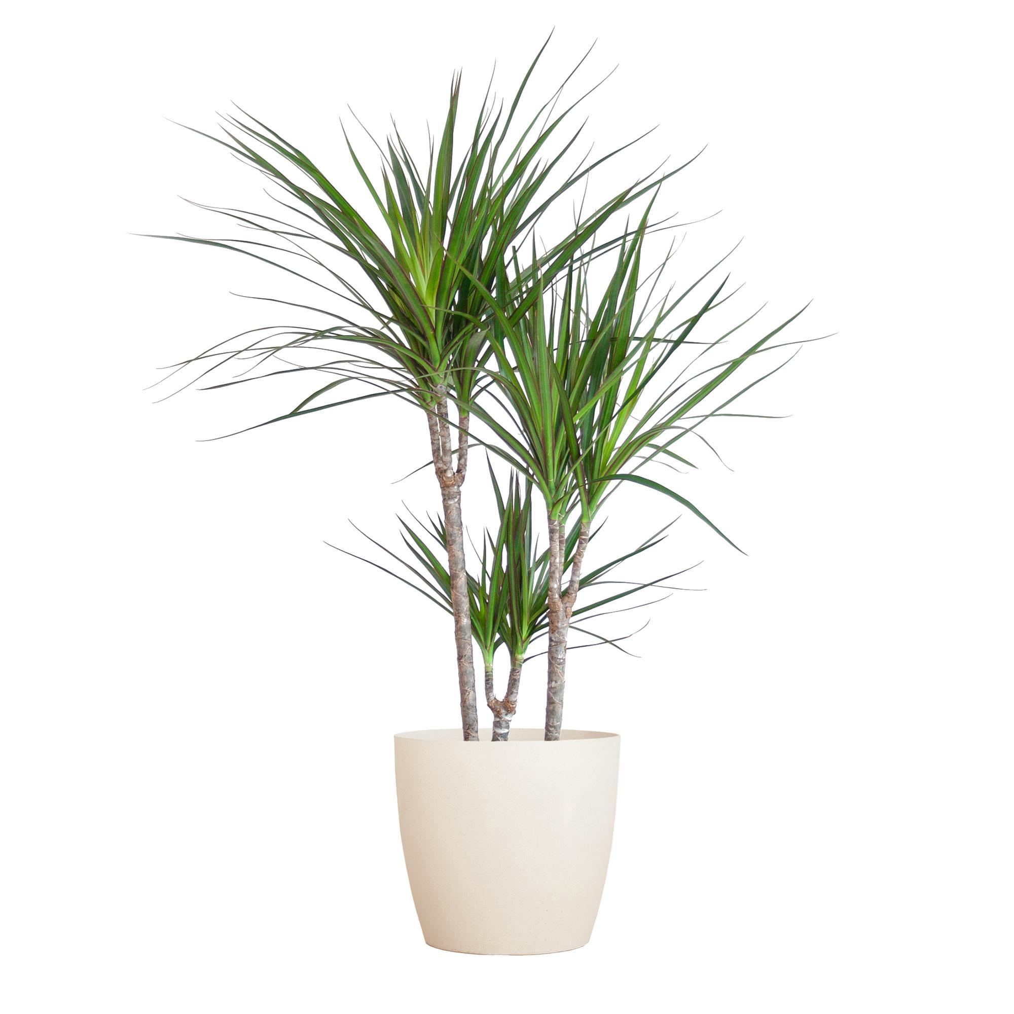 Dracaena Marginata met Viber wit en pot Ø21cm. Plante verte type Dracaena Marginata met Viber wit, livrée en pot, idéale pour intérieur lumineux.