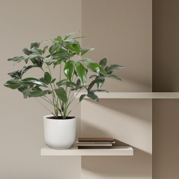 Philodendron Green Wonder en pot Ø24cm. Plante verte type Philodendron Green Wonder, livrée en pot, idéale pour intérieur lumineux. – Image 4