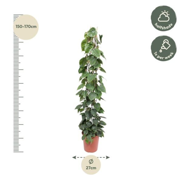 Philodendron Scandens gaasrek en pot Ø27cm. Plante verte type Philodendron Scandens gaasrek, livrée en pot, idéale pour intérieur lumineux. – Image 2