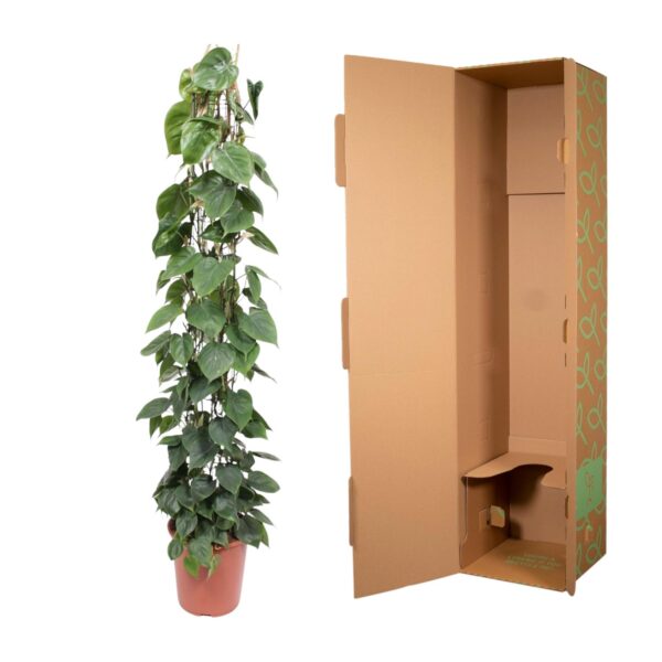 Philodendron Scandens gaasrek en pot Ø27cm. Plante verte type Philodendron Scandens gaasrek, livrée en pot, idéale pour intérieur lumineux. – Image 3
