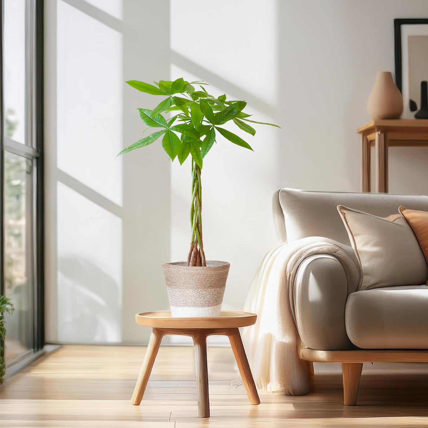 Pachira Aquatica met Mand Lissabon wit en pot Ø21cm. Plante verte type Pachira Aquatica met Mand Lissabon wit, livrée en pot, idéale pour intérieur lumineux. – Image 3