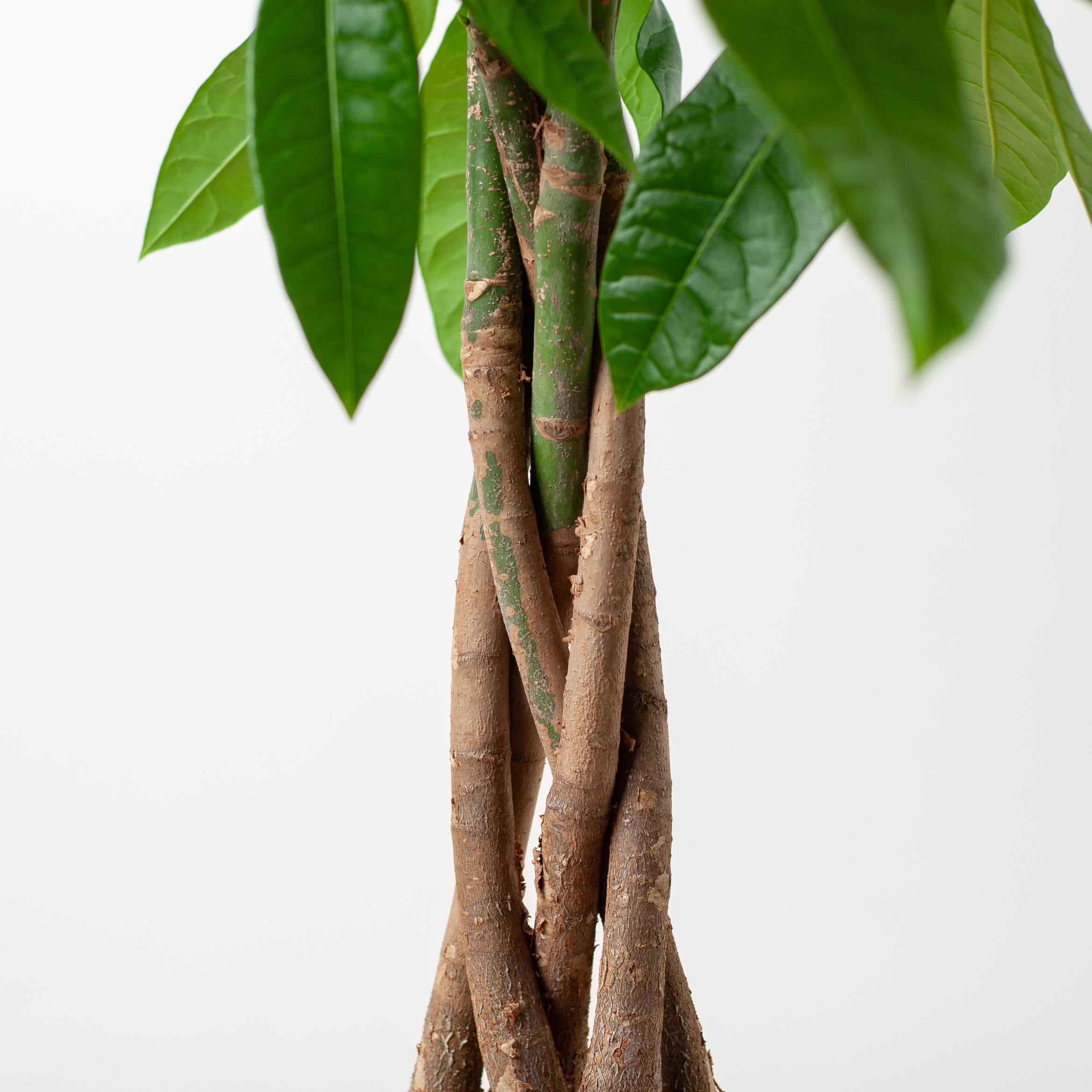 Pachira Aquatica met Mand Lissabon wit en pot Ø21cm. Plante verte type Pachira Aquatica met Mand Lissabon wit, livrée en pot, idéale pour intérieur lumineux. – Image 4