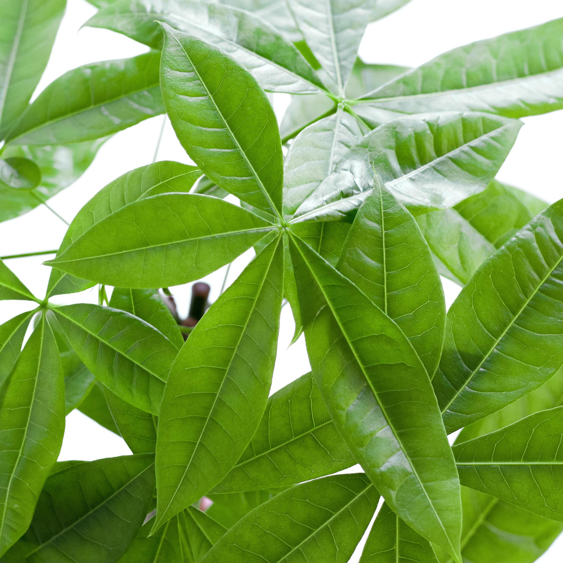 Pachira Aquatica met Mand Lissabon wit en pot Ø21cm. Plante verte type Pachira Aquatica met Mand Lissabon wit, livrée en pot, idéale pour intérieur lumineux. – Image 5