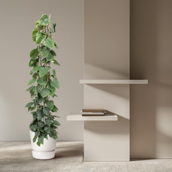 Philodendron Scandens gaasrek en pot Ø27cm. Plante verte type Philodendron Scandens gaasrek, livrée en pot, idéale pour intérieur lumineux. – Image 4