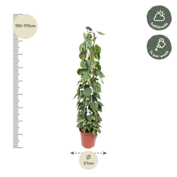 Philodendron Scandens Brasil gaasrek en pot Ø27cm. Plante verte type Philodendron Scandens Brasil gaasrek, livrée en pot, idéale pour intérieur lumineux. – Image 2