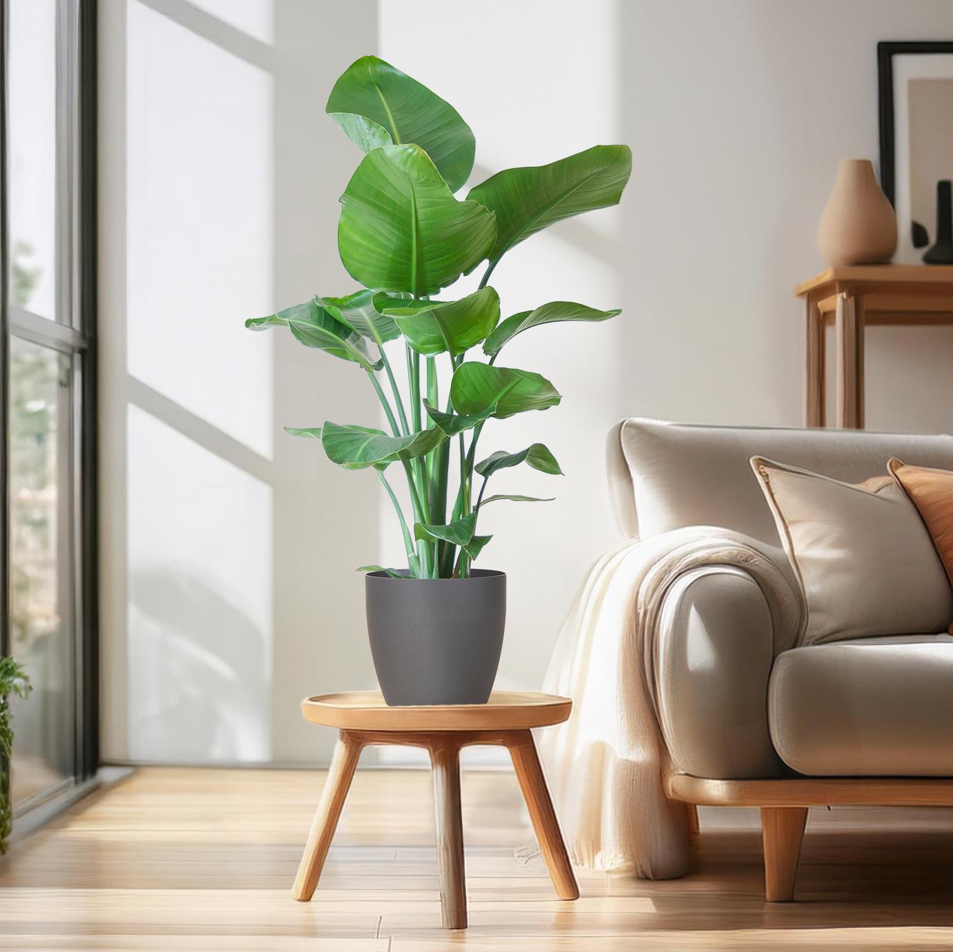 Strelitzia Nicolai met Viber pot grijs en pot Ø21cm. Plante verte type Strelitzia Nicolai met Viber pot grijs, livrée en pot, idéale pour intérieur lumineux. – Image 3
